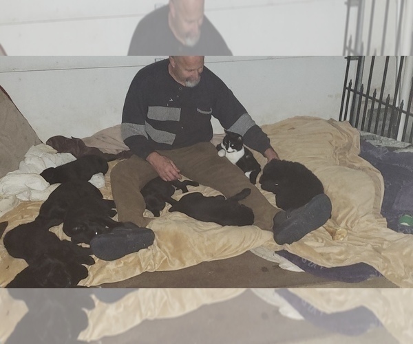 Medium Photo #27 Labrador Retriever Puppy For Sale in WOODLAND, WA, USA