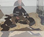 Small Photo #27 Labrador Retriever Puppy For Sale in WOODLAND, WA, USA