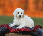 Small Photo #7 Goldendoodle (Miniature) Puppy For Sale in MANHEIM, PA, USA