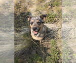 Small #2 Mutt