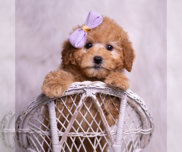 Medium Photo #38 Goldendoodle (Miniature) Puppy For Sale in WARSAW, IN, USA