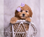 Small Photo #38 Goldendoodle (Miniature) Puppy For Sale in WARSAW, IN, USA