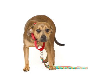 Mutt Dogs for adoption in Brooklyn Center, MN, USA