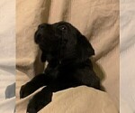 Small Photo #5 Labrador Retriever Puppy For Sale in PUEBLO, CO, USA