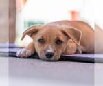 Small #1 Chihuahua Mix