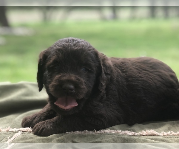 Medium Photo #3 Labradoodle Puppy For Sale in JARRELL, TX, USA