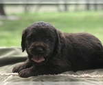 Small Photo #3 Labradoodle Puppy For Sale in JARRELL, TX, USA