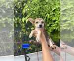 Small Spaniel-Welsh Corgi Mix