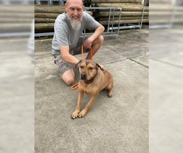 Medium Photo #7 Mutt Puppy For Sale in Thomasville, NC, USA