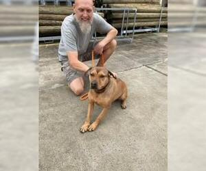 Teagan - Female Mutt Dog for Adoption - Photo #7