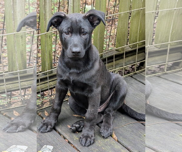Medium Photo #1 Border-Aussie Puppy For Sale in Des Moines, IA, USA