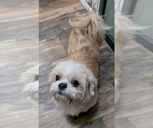 Bruno - Male Shih Tzu Dog for Adoption - Photo #3