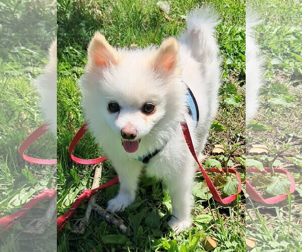 Medium Photo #3 Pomeranian Puppy For Sale in Harrisburg, PA, USA