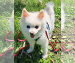 Small #2 Pomeranian