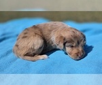 Small #1 Aussiedoodle