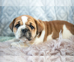 Small Photo #13 Beabull Puppy For Sale in MILLERSBURG, OH, USA