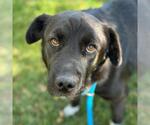Small #4 Labrador Retriever Mix