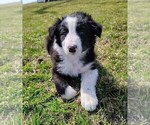 Small #18 Border Collie