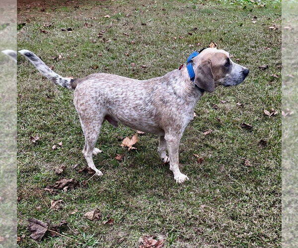 Medium Photo #3 Mutt Puppy For Sale in Boston, MA, USA