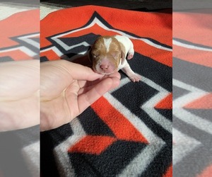 Dachshund Puppy for sale in BORGER, TX, USA