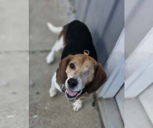 Beagle Dogs for adoption in Woodsfield, OH, USA