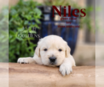 Small Photo #11 English Cream Golden Retriever Puppy For Sale in EL CAMPO, TX, USA