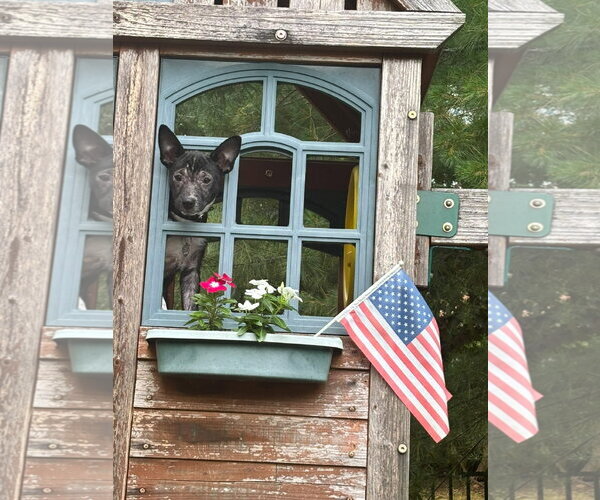 Medium Photo #7 Mutt Puppy For Sale in Oakhurst, NJ, USA