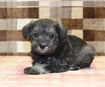 Small #1 Schnauzer (Miniature)