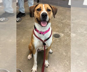 Labrador Retriever-Unknown Mix Dogs for adoption in Waterford, VA, USA
