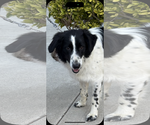 Small Border Collie-Poodle (Miniature) Mix