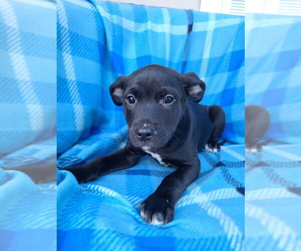 Medium Photo #8 Labrador Retriever Puppy For Sale in Brewster, NY, USA