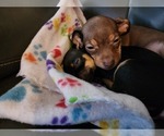 Puppy 1 Chihuahua-Chiweenie Mix