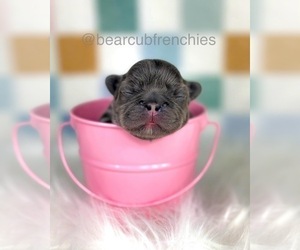 French Bulldog Puppy for sale in FRANKLIN, IN, USA