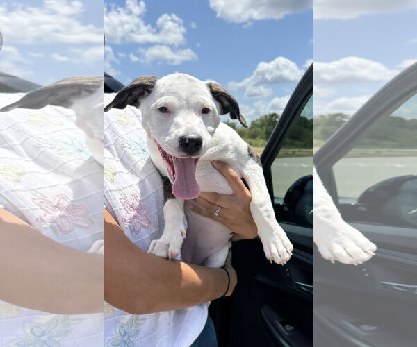 Medium Photo #6 Mutt Puppy For Sale in Rockaway, NJ, USA