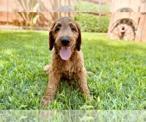 Medium Goldendoodle