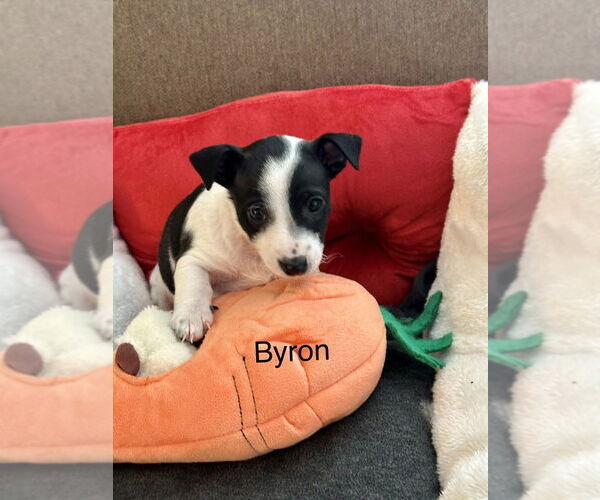 Medium Photo #1 Chihuahua-Unknown Mix Puppy For Sale in Lakewood, CO, USA