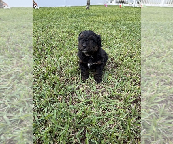 Medium Photo #90 Miniature Bernedoodle Puppy For Sale in AUBURNDALE, FL, USA