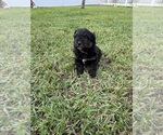 Small Photo #90 Miniature Bernedoodle Puppy For Sale in AUBURNDALE, FL, USA