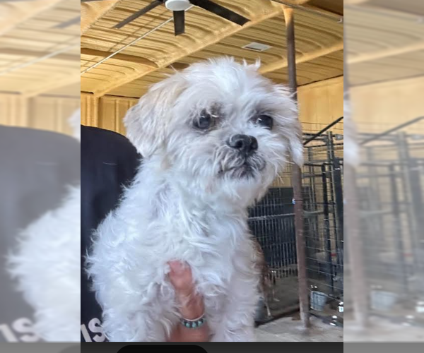 Medium Photo #4 Shih Tzu-Unknown Mix Puppy For Sale in Cranston, RI, USA
