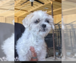 Small #3 Shih Tzu Mix