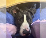 Small #5 American Pit Bull Terrier Mix
