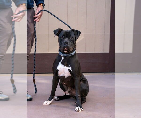 Medium Photo #3 American Staffordshire Terrier-Boxer Mix Puppy For Sale in Lake Forest, CA, USA