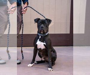 Diesel - Foster or Adopt Me! - Male American Staffordshire Terrier-Boxer Mix Dog for Adoption - Photo #3