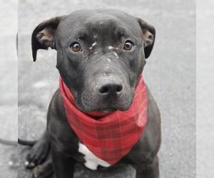 American Staffordshire Terrier-Unknown Mix Dogs for adoption in San Antonio, TX, USA