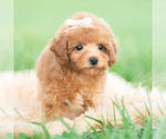 Small #3 Poodle (Toy)