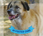 Small #2 Anatolian Shepherd Mix