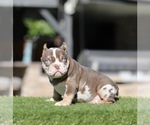 Small #1 American Bully