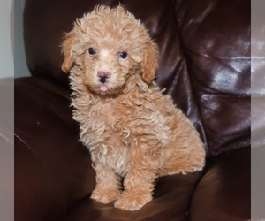 Poodle (Toy) Dog for Adoption in FULTON, Kansas USA