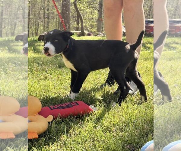 Medium Photo #4 Labrador Retriever-Unknown Mix Puppy For Sale in Yardley, PA, USA