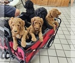 Small Photo #10 Goldendoodle Puppy For Sale in DELTONA, FL, USA